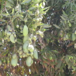 Mango Salsa 013