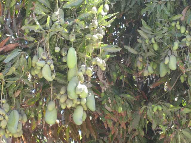 Mango-Salsa